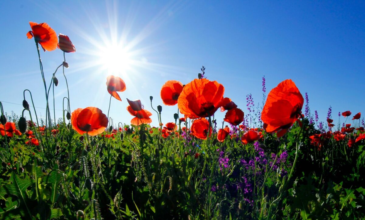 A la primavera le perdonamos sus cambios de humor y el abandono que deja en la sangre y en el ánimo