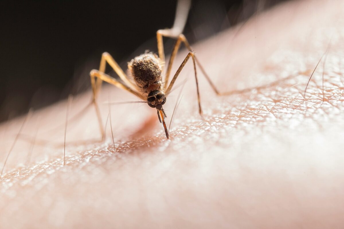 Mosquitos - Salud