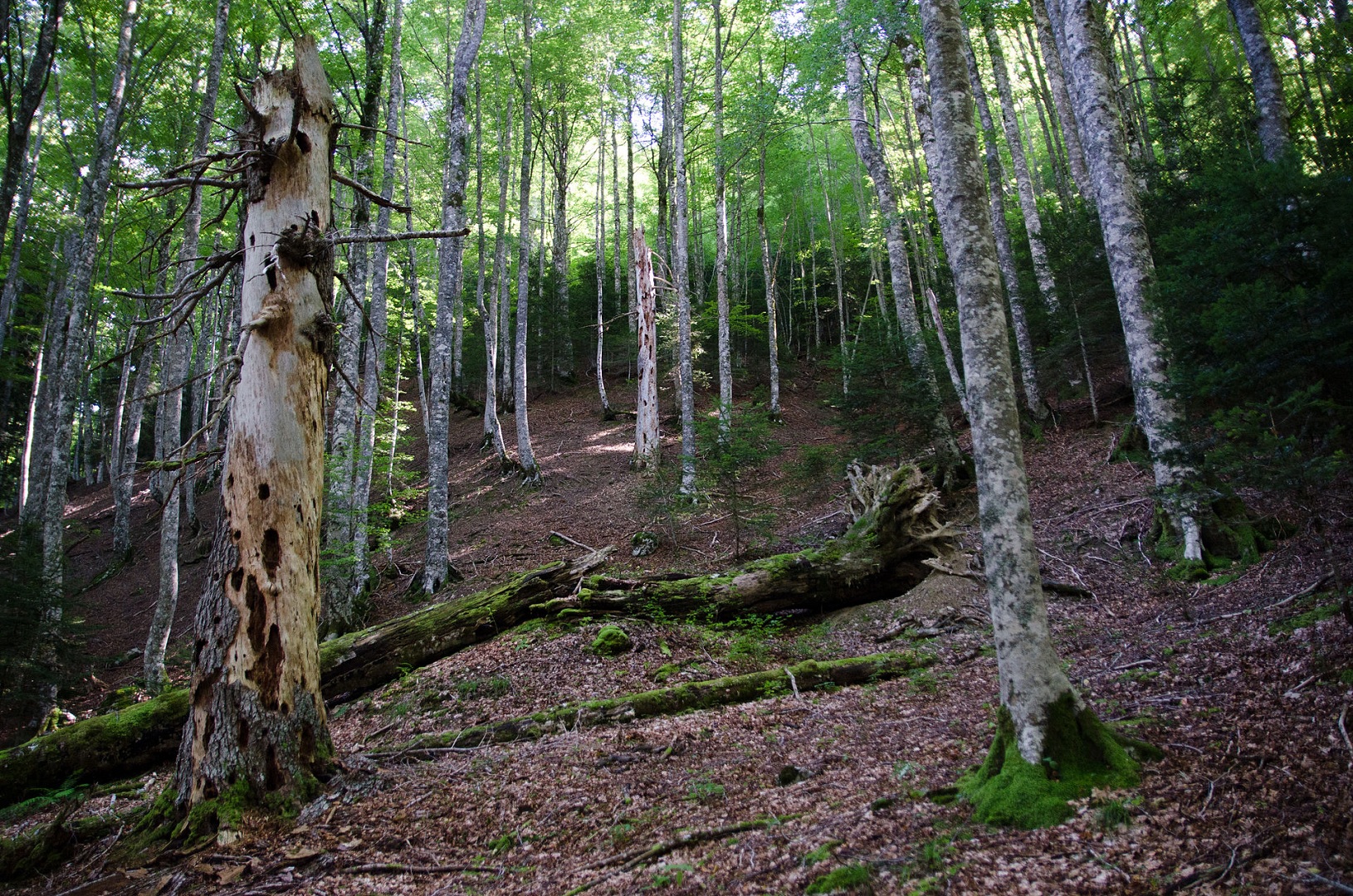 La Ruta de las Golondrinas, las mujeres que atravesaban los Pirineos para fabricar zapatos