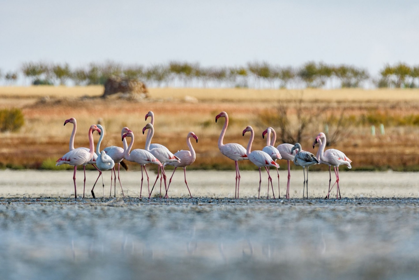 Parque Nacional de Doñana - Sociedad