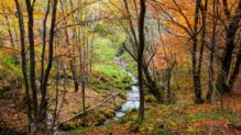 Bosque de Busmayor (León) - Sociedad