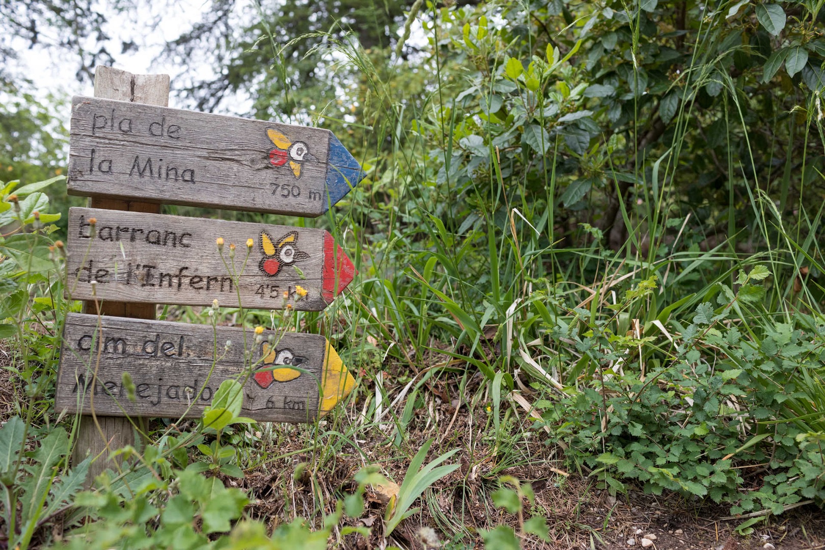 La ruta ideal para desconectar este otoño está en Alicante: increíbles vistas desde un bosque mediterráneo