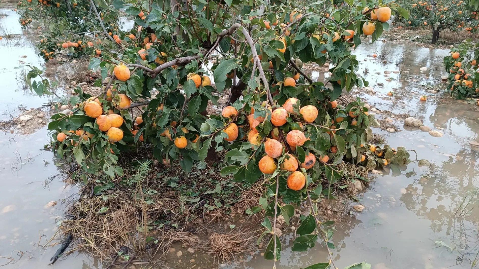 La DANA ha dañado la producción de caquis de Valencia