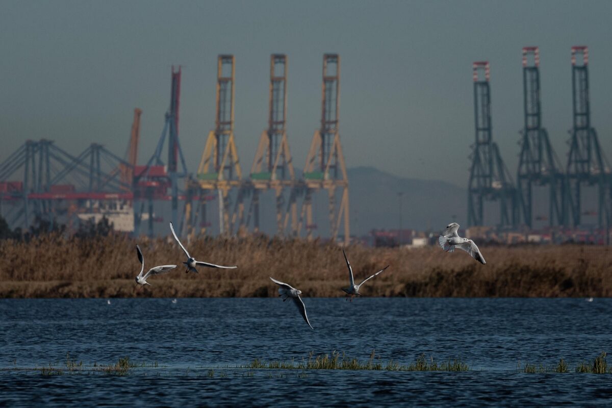 Puerto de Valencia - Sociedad