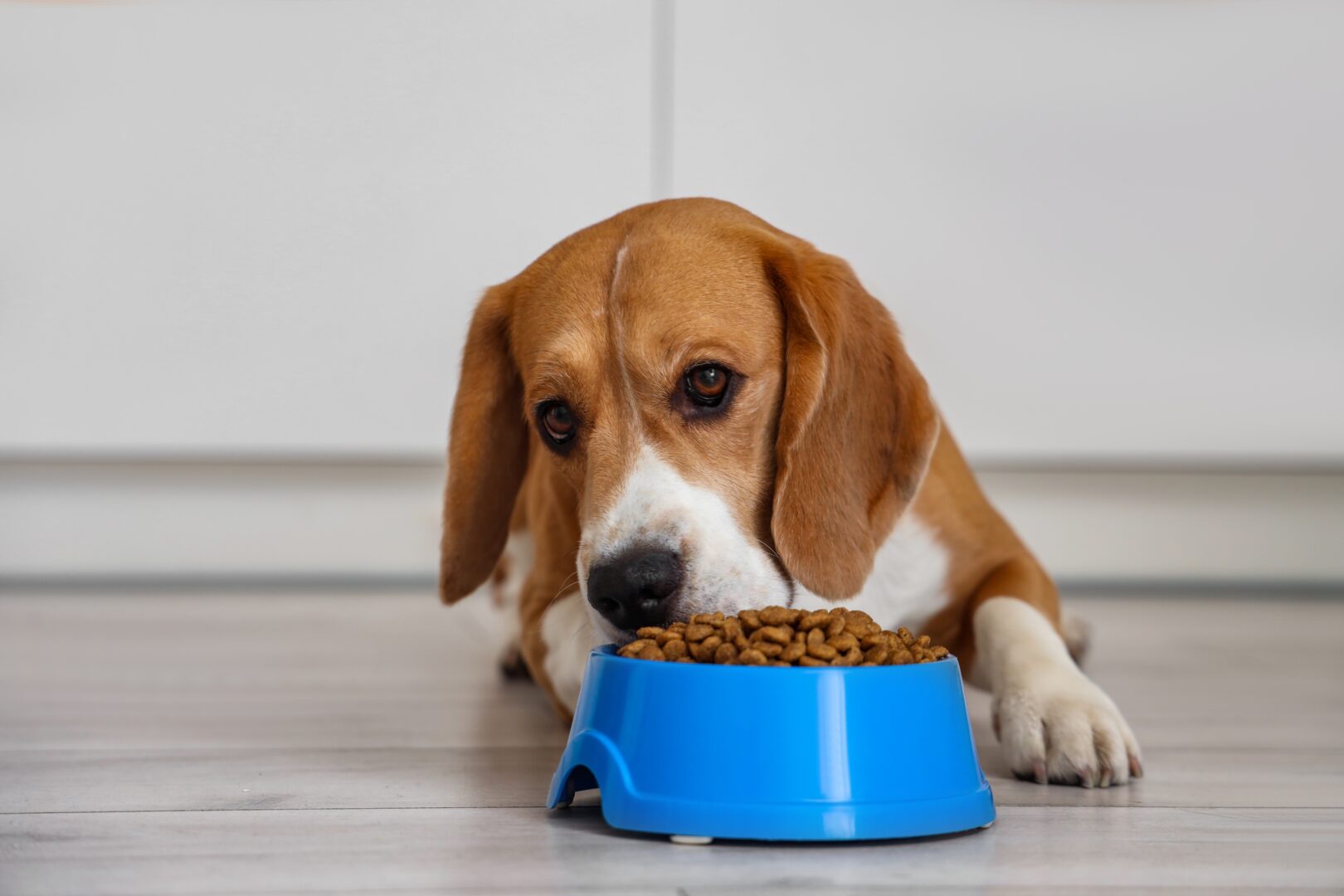 Indignación total: la nueva norma sobre medicación para mascotas desata la ira de los veterinarios