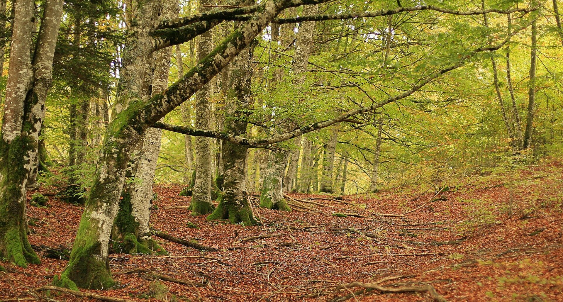 El bosque de Navarra que fascina a los expertos por la existencia de un monstruo mitológico