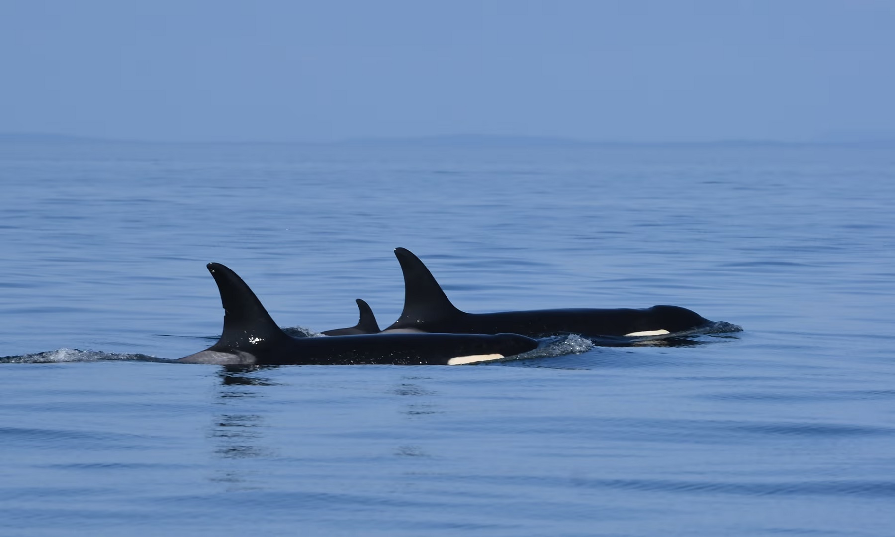 La triste historia de Tahlequah, la orca que vuelve a cargar con su cría muerta